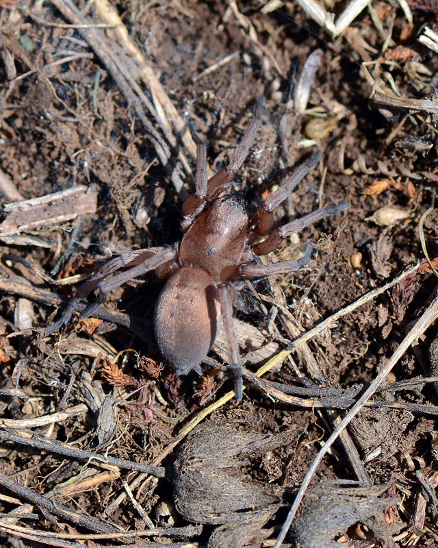Drassodes sp.